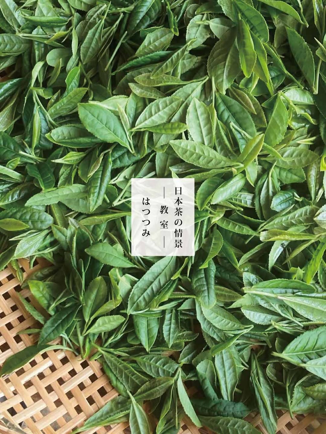 日本茶の情景 - 教室 -「はつつみ」