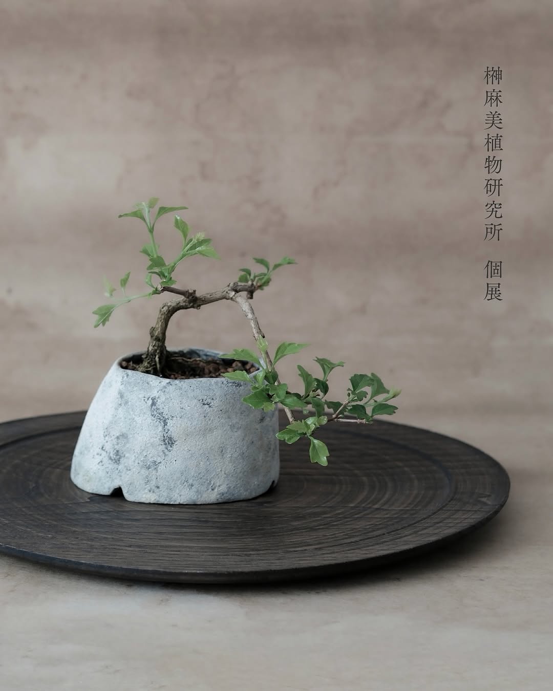 榊麻美植物研究所 個展